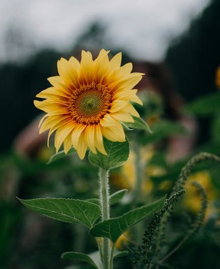 Why a Bio Link is Essential for USA Influencers